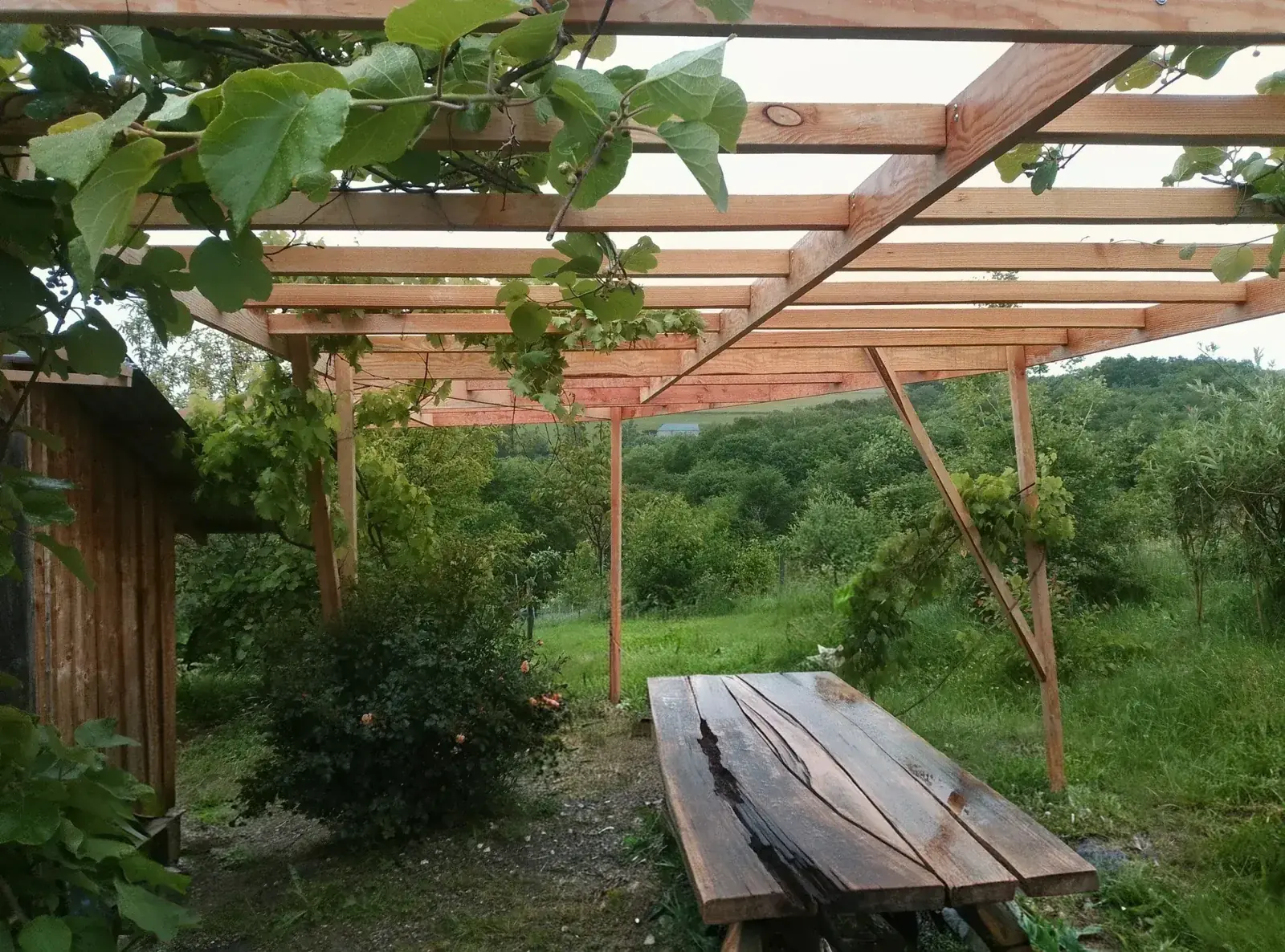 Douglas fir pergola with climbing kiwi plants and vines