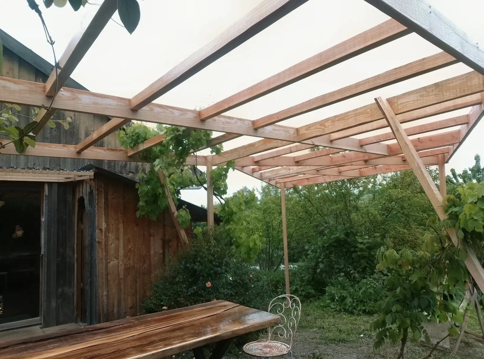 Douglas fir rafters and climbing vine seen from below